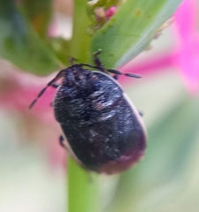 Adomerus fuscipennis