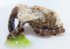 Paramecops stapeliae