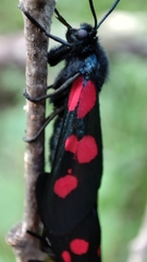 Zygaena