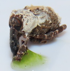 Paramecops stapeliae