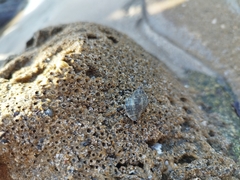Stramonita brasiliensis