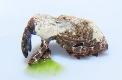 Paramecops stapeliae