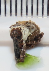 Paramecops stapeliae