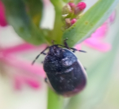 Adomerus fuscipennis