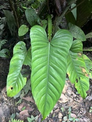 Philodendron ernestii
