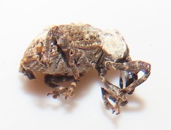 Paramecops stapeliae