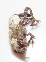 Paramecops stapeliae