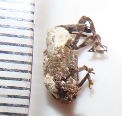 Paramecops stapeliae