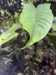 Philodendron ernestii