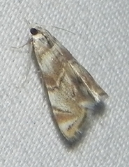 Eoparargyractis plevie