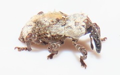 Paramecops stapeliae