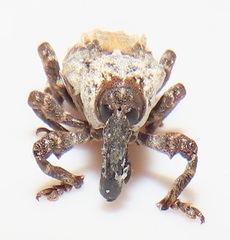 Paramecops stapeliae