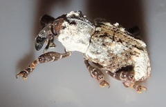 Paramecops stapeliae