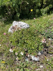 Potentilla clusiana