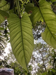 Philodendron ernestii