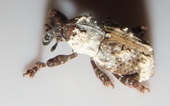 Paramecops stapeliae