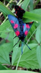 Zygaena