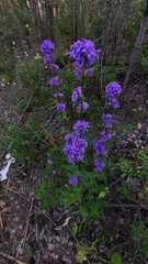 Campanula glomerata