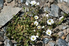 Dichodon cerastoides