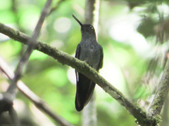 Haplophaedia aureliae