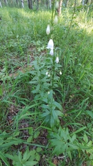 Adenophora liliifolia