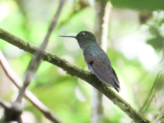 Haplophaedia aureliae