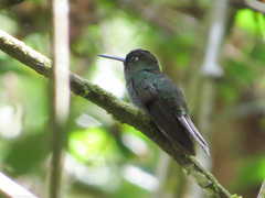 Haplophaedia aureliae