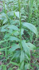 Adenophora liliifolia