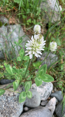 Trifolium montanum