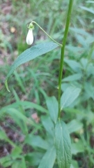 Adenophora liliifolia