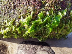 Ulva lactuca