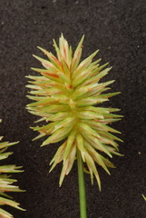 Cyperus retroflexus