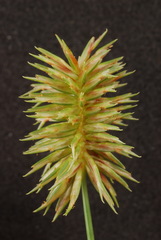 Cyperus retroflexus