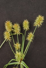 Cyperus retroflexus