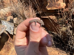 Lygodactylus ocellatus