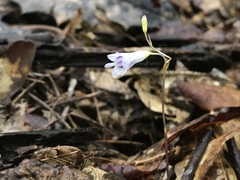 Apteria aphylla