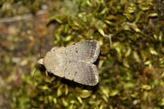 Caradrina aspersa