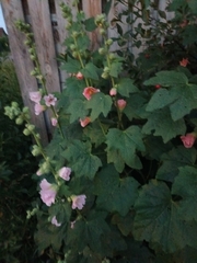 Alcea rosea