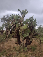 Opuntia durangensis