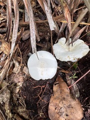 Oudemansiella australis