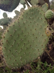 Opuntia durangensis