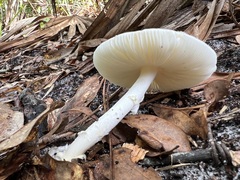 Oudemansiella australis