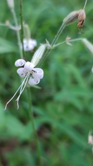 Silene nutans