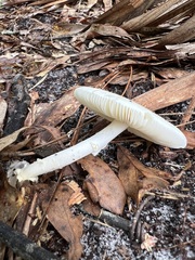 Oudemansiella australis