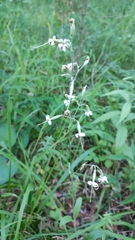 Silene nutans
