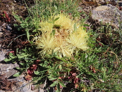 Centaurea lagascana