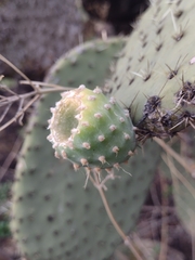 Opuntia durangensis