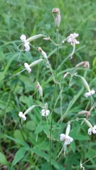 Silene nutans