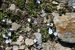 Veronica telephiifolia