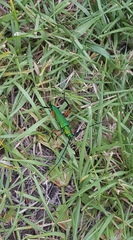 Plinthocoelium suaveolens